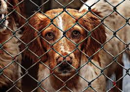 Stopping Animal Cruelty